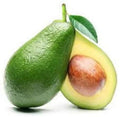 Bacon Avocado Tree - Grafted 3-4 Feet - Persea americana 'Bacon' - Compact, Fruit-Producing, Easy to Grow