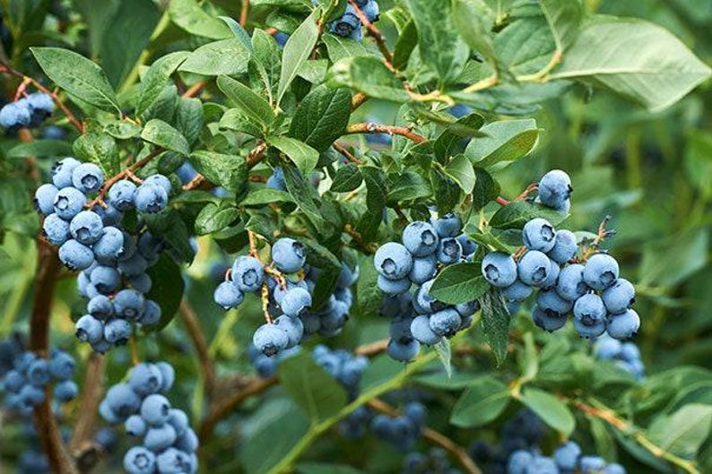 Blueberry Starter Plant - Vaccinium 'Misty' - 1ft Tall Bush in 6-Inch Pot for Home Garden & Container Gardening