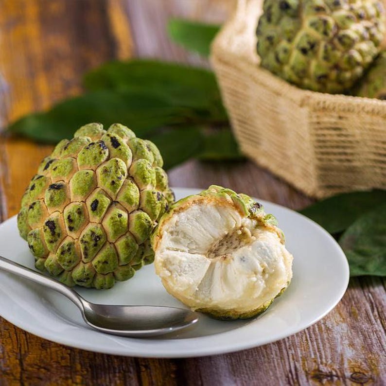 Sugar Apple Plant - 3-Gallon Pot - Annona squamosa - Tropical Fruit Tree for Garden or Patio