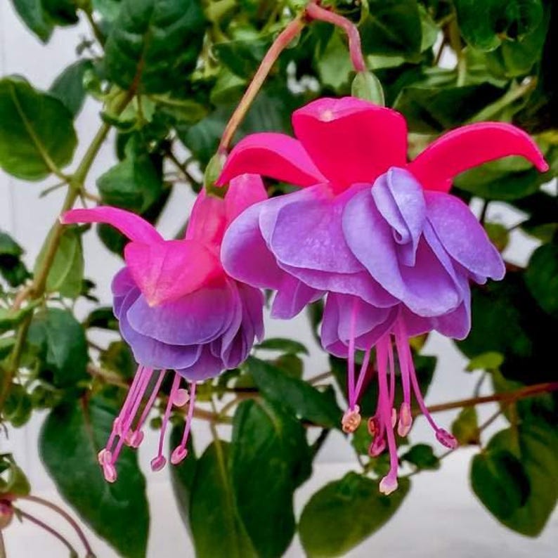 Fuchsia Winston Churchill Live Plant in 6" Pot – Vibrant Pink Flowers, Butterfly & Hummingbird Attractant, Fuchsia spp.