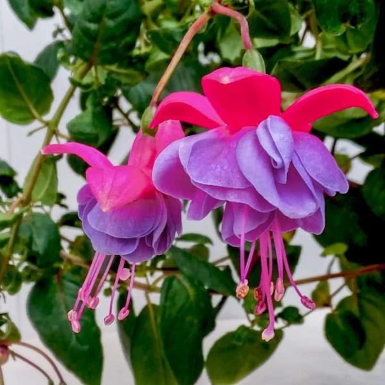 Fuchsia Live Plant 6" Pot Winston Churchill Fuchsia magellanica 'Winston Churchill' Hanging Basket