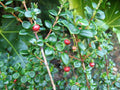 Chilean Guava Starter Plant - 4" Tall Evergreen Shrub - Ugni Molinae with Fragrant Spring-Summer Flowers