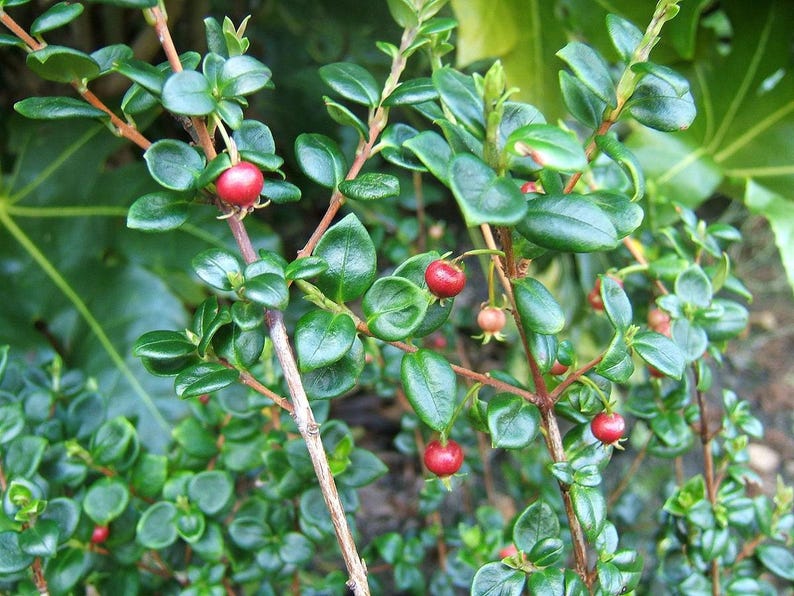 Chilean Guava Starter Plant - 4" Tall Evergreen Shrub - Ugni Molinae with Fragrant Spring-Summer Flowers