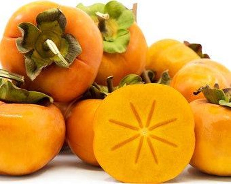 Fuyu Jiro Persimmon Tree 3-Gallon Pot Non-Astringent Diospyros kaki Deep Orange Fruit
