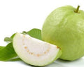 Thai Guava Tree in 1-Gallon Pot | Psidium guajava | Air-Layered, 2 Feet Tall, Fruit-Bearing Plant