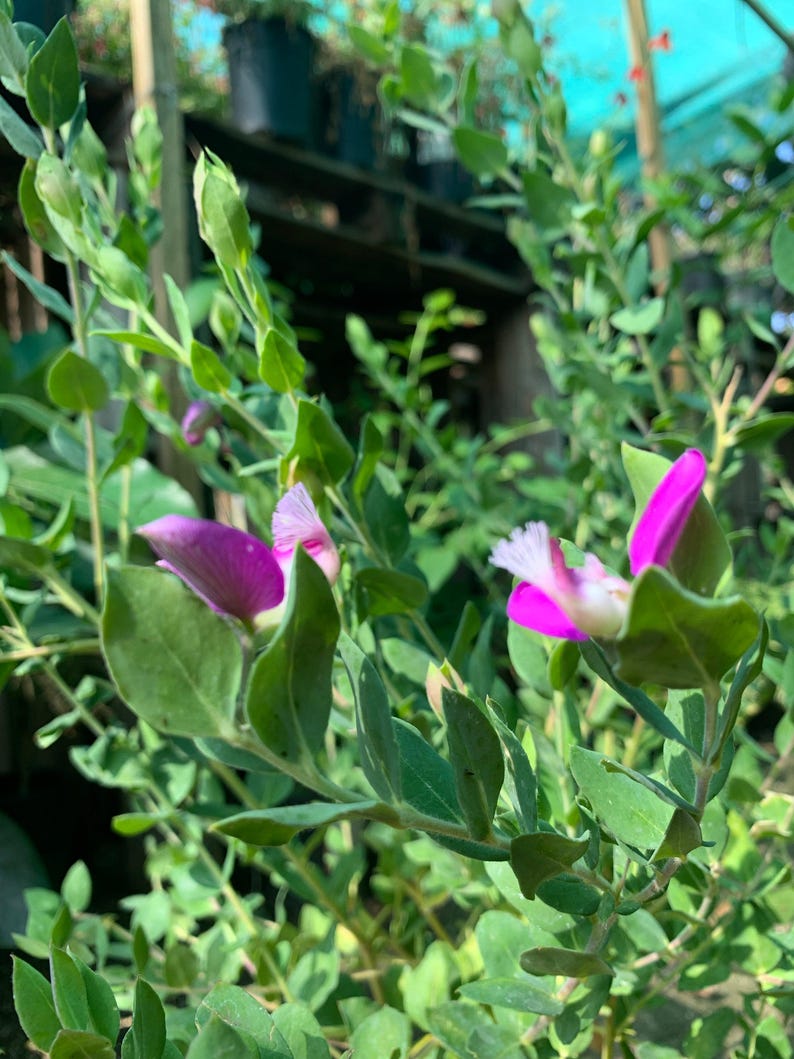 Live Sweet Pea Shrub Plant 1-2ft in 6-inch Pot, Polygala dalmaisiana, Evergreen with Deep Magenta Violet Flowers