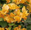 Bougainvillea Live Plant 1-2 ft California Gold Bronze-Orange Flowers Vining Bougainvillea glabra 3-Gallon Pot