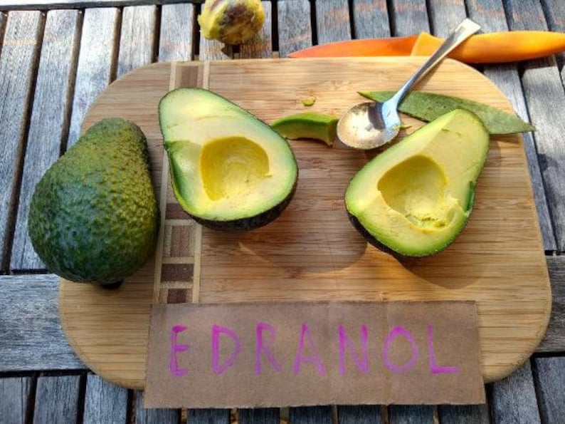Edranol Avocado Tree - Grafted 2ft - Disease Resistant - Smooth Flesh - Persea americana - 3-Gallon Pot