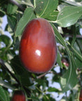Jujube Tree Grafted Lang Variety in 3-Gallon Pot with Sweet Pear-Shaped Fruit Ziziphus jujuba
