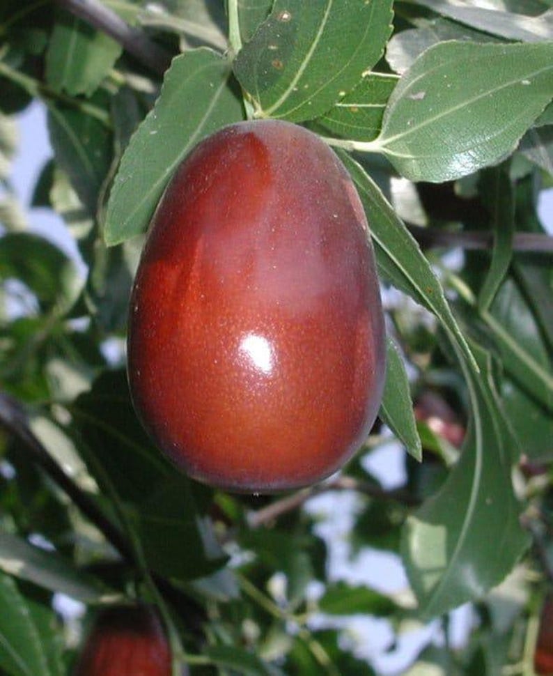 Jujube Tree Grafted Lang Variety in 3-Gallon Pot with Sweet Pear-Shaped Fruit Ziziphus jujuba