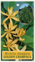 Gold Champaca Plant - 2 Feet Tall in 3-Gallon Pot with Fragrant Yellow Flowers - Michelia champaca