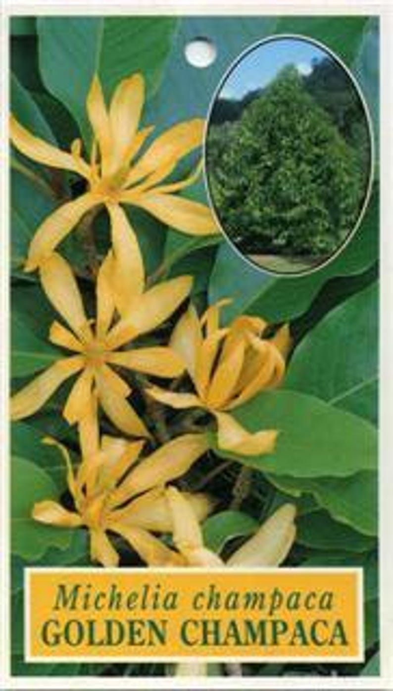 Gold Champaca Plant - 2 Feet Tall in 3-Gallon Pot with Fragrant Yellow Flowers - Michelia champaca