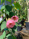 Abutilon Rosalie Live Plant in 6-Inch Pot – Evergreen Pink Flowering Shrub for Hummingbird Attraction (Abutilon hybridum)