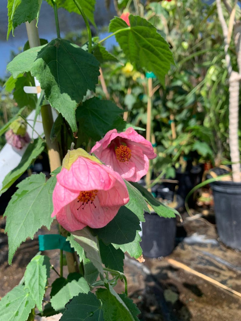 Abutilon Rosalie Live Plant in 6-Inch Pot – Evergreen Pink Flowering Shrub for Hummingbird Attraction (Abutilon hybridum)