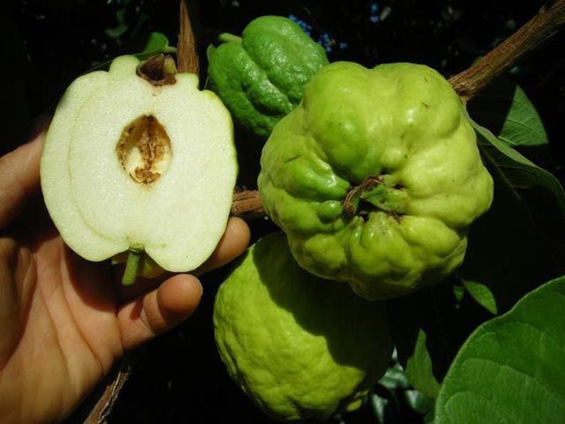 Taiwanese Seedless Guava Tree 3-Gallon Pot White Flesh Psidium guajava Airlayered Fruit Tree