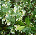 Star Jasmine Plant in 6" Pot - Trachelospermum jasminoides, Fragrant Climbing Vine for Gardens & Trellises