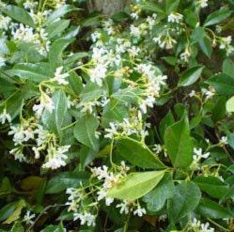 Star Jasmine Plant in 6" Pot - Trachelospermum jasminoides, Fragrant Climbing Vine for Gardens & Trellises