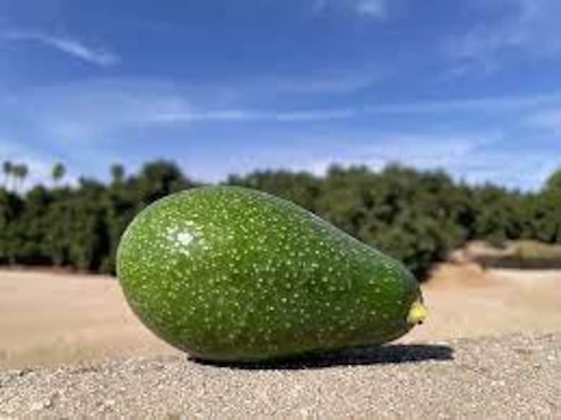 Grafted Zutano Avocado Tree - 3-4 Feet Tall - Persea americana 'Zutano' - Fruit Producing, Full Sun, Easy Care