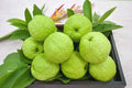 Taiwan Guava Tree - 2ft Air-Layered Psidium guajava in 3-Gallon Pot - Sweet & Crunchy Fruit for Garden & Patio