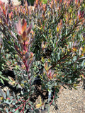 Leucadendron 'Afterburner' Live Plant - Compact 1ft Tall with Red-Orange Centers & Gold Bracts in 6" Pot