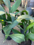 Cast Iron Plant Live in 6-Inch Pot | Aspidistra Elatior | Low Light Indoor Houseplant with Dark Green Foliage