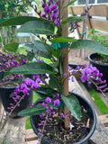 Hardenbergia Violacea Vine - 3 Gallon Pot - Fast Growing Violet Flowering Climber - Australian Violet Plant