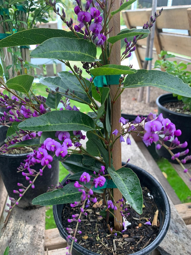 Hardenbergia Violacea Vine - 3 Gallon Pot - Fast Growing Violet Flowering Climber - Australian Violet Plant