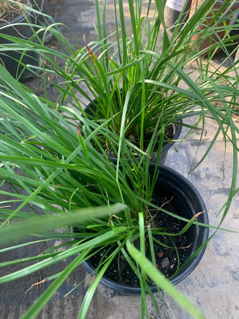 Lomandra longifolia ‘Breeze’ Ground Cover Plant in 6" Pot – Drought-Tolerant, Low Maintenance, Part Sun to Full Shade