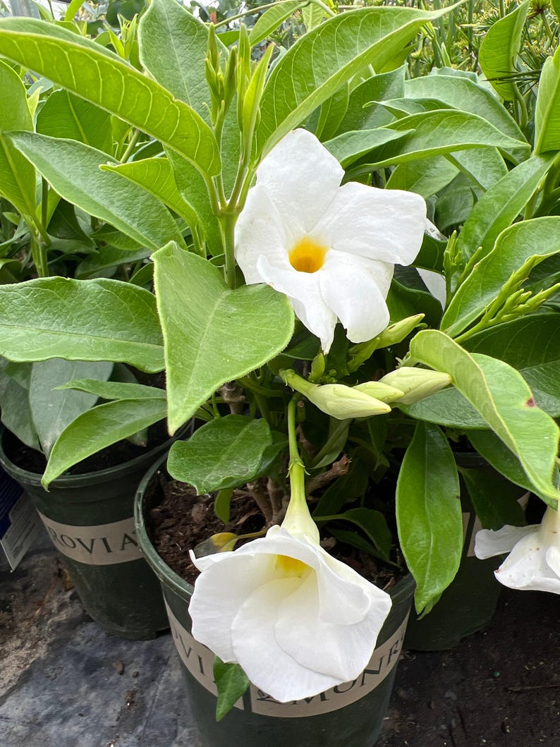 White Mandevilla Live Plant in 1-Gallon Pot, Climbing Vine, Mandevilla sanderi, Tropical Garden, Patio, Arbors