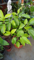 White Champaca Tree - 4-5 Feet - Fragrant Michelia Alba in 3-Gallon Pot - Air-Layered, Big Trunk, Garden, Landscaping