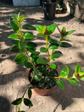 Goldfish Plant Live Indoor Houseplant, Nematanthus, 3-Inch Pot, Bright Orange Fish-Shaped Flowers