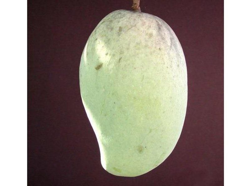 Grafted Pim Saen Mun Mango Tree - 1ft Live Plant in 3-Gallon Pot - Mangifera indica - Tropical Fruit Tree