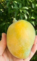Grafted Sweet Tart Mango Tree - 1ft Live Plant in 3-Gallon Pot - Mangifera indica - Florida Hybrid with Sweet Flavor