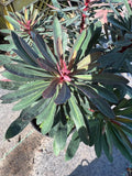 Euphorbia ‘Miner’s Merlot’ Plant in 1-Gallon Pot, Burgundy Foliage, Sun to Part Shade, Well-Drained Soil, Hardy Perennial