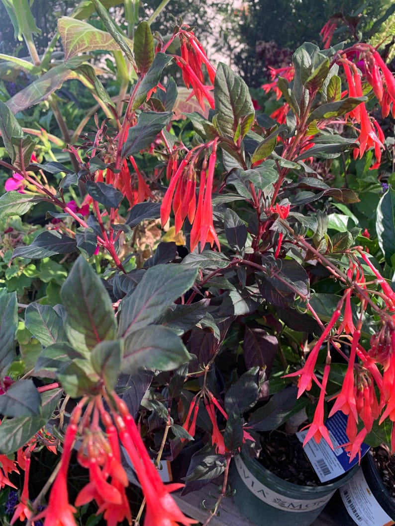 Fuchsia Live Plant in 6-Inch Pot - Gartenmeister Bonstedt with Bright Red-Orange Tubular Flowers and Reddish-Green Leaves