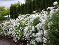 Floribunda Rose Starter Plant - Rosa 'Iceberg' - White Flowers - Hardy, Low-Maintenance Garden Shrub