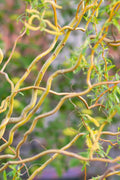 Corkscrew Willow Tree Grafted 2-3 Feet Tall in Pot Salix matsudana 'Tortuosa' for Landscape & Erosion Control