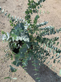 Eucalyptus cinerea Silver Dollar Tree - 3-Gallon Pot, Fast Growing Blue-Green Foliage, Ornamental Shrub