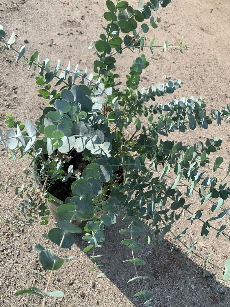 Eucalyptus cinerea Silver Dollar Tree - 3-Gallon Pot, Fast Growing Blue-Green Foliage, Ornamental Shrub