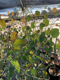 Eucalyptus polyanthemos 3-Gallon Pot Evergreen Tree with Fragrant Gray-Green Foliage and White Blooms