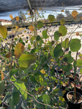 Eucalyptus polyanthemos Silver Dollar Gum Tree 6" Pot Evergreen Fragrant Foliage Small Shrub