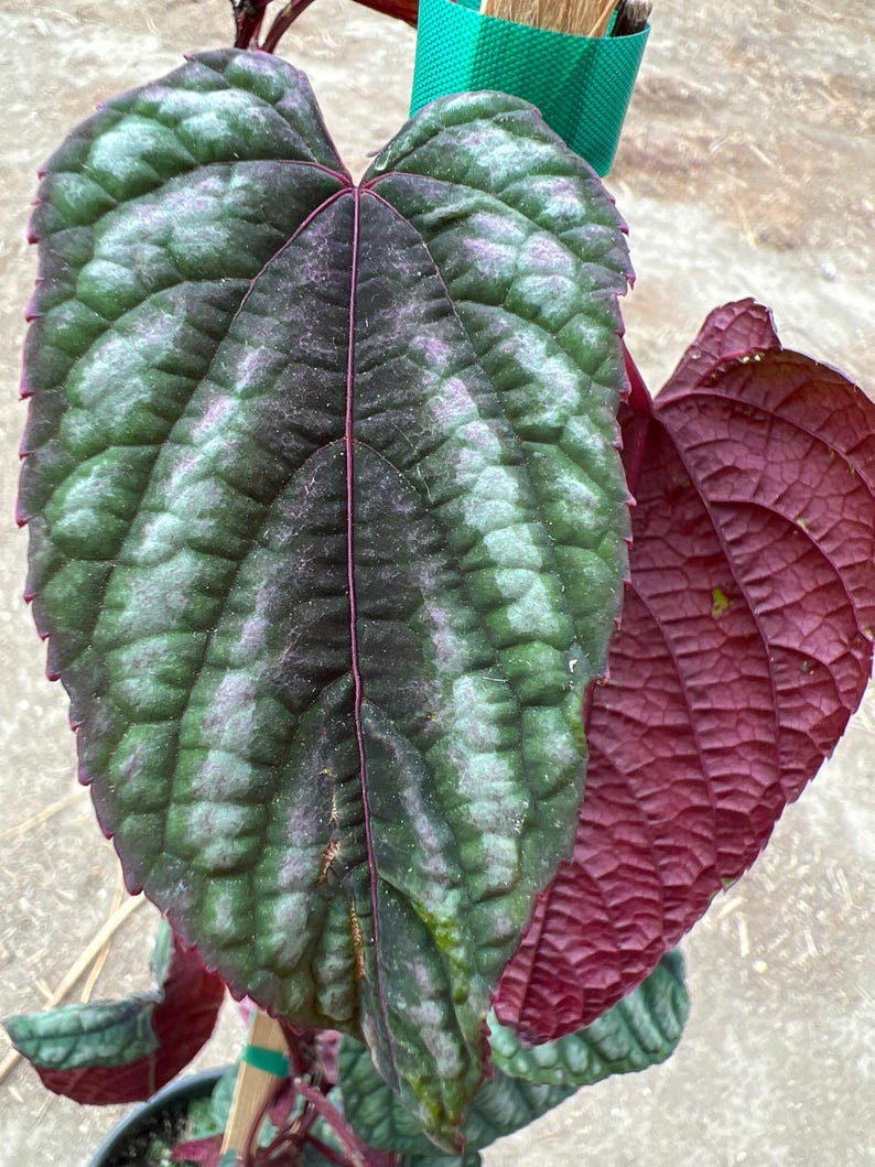 Cissus discolor Live Plant 1-2 ft Climbing Vine with Multicolored Burgundy Pink White Green Foliage in 6” Pot