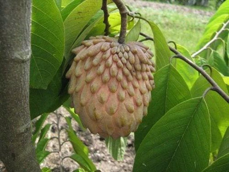 Lisa Atemoya Fruit Tree Live Plant in 1-Gallon Pot, Annona squamosa x cherimola, Tropical Fruit Tree, Small Garden, Patio Plant