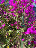Purple Bougainvillea Plant - 3 to 4 ft in 3-Gallon Pot - Bougainvillea glabra for Garden, Patio, Landscape