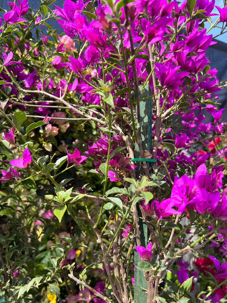 Purple Bougainvillea Plant - 3 to 4 ft in 3-Gallon Pot - Bougainvillea glabra for Garden, Patio, Landscape