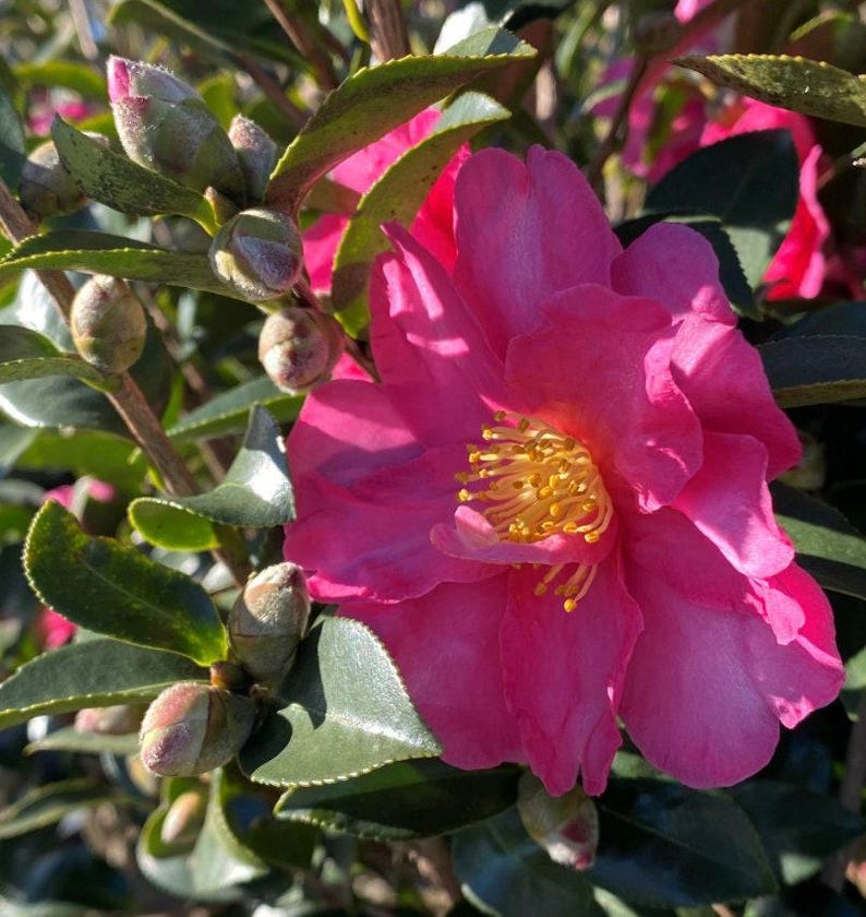 Camellia japonica 'Kanjiro' - Cherry Pink Flowering Plant in 1-Gallon Pot - Evergreen Shrub for Garden or Landscape