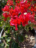 Bougainvillea Orange King Bush Plant - 1-2 Feet Tall in 3 Gallon Pot - Tropical Orange Blooms - Drought Tolerant Garden Plant