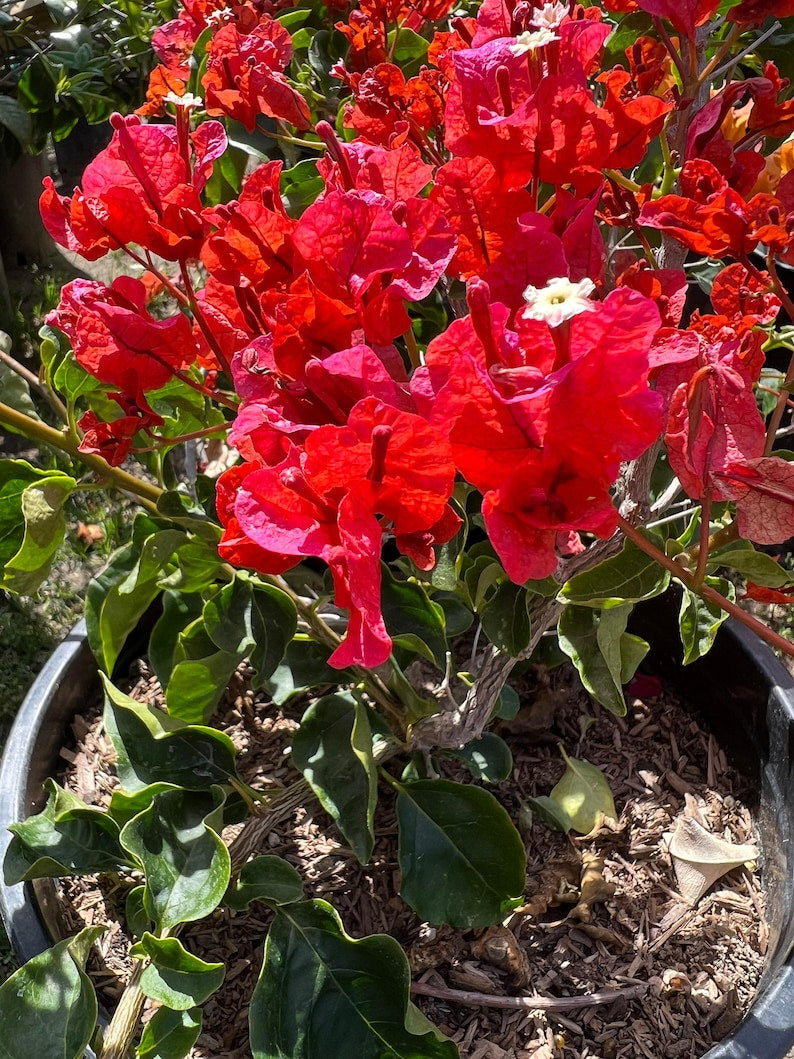 Bougainvillea Orange King Bush Plant - 1-2 Feet Tall in 3 Gallon Pot - Tropical Orange Blooms - Drought Tolerant Garden Plant