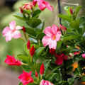Pink Mandevilla Live Plant in 1-Gallon Pot, Tropical Climber, Mandevilla sanderi, Garden, Patio, Fences
