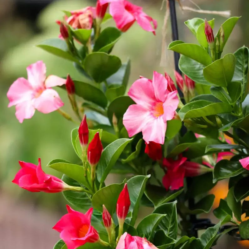 Pink Mandevilla Live Plant in 1-Gallon Pot, Tropical Climber, Mandevilla sanderi, Garden, Patio, Fences